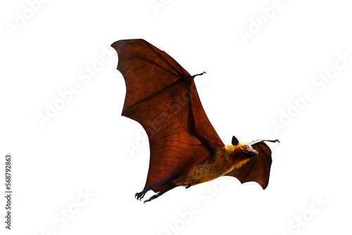 Bat flying isolated on transparent background.  Lyle s flying fox  