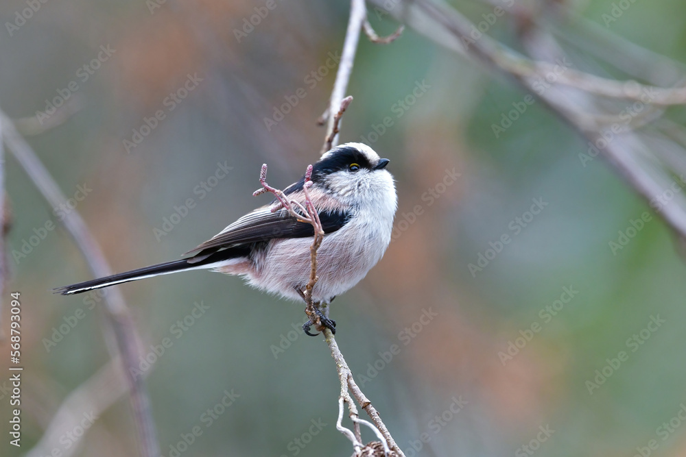 Naklejka premium 公園で見られる身近な自然のアイドル、かわいい小鳥、エナガ