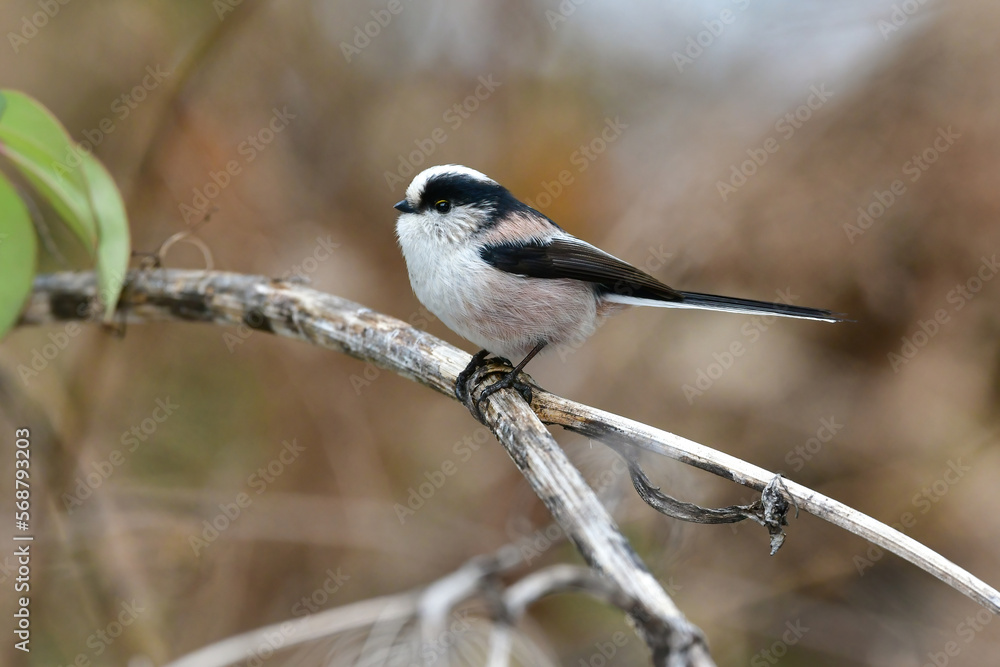 Obraz premium 公園で見られる身近な自然のアイドル、かわいい小鳥、エナガ