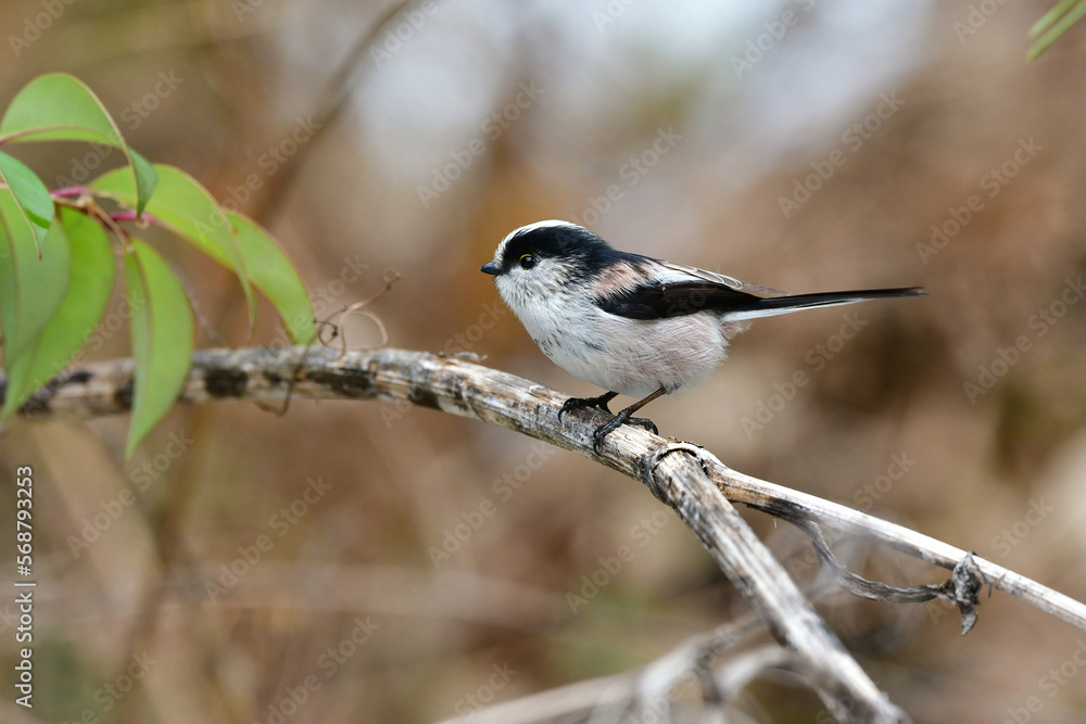 Naklejka premium 公園で見られる身近な自然のアイドル、かわいい小鳥、エナガ