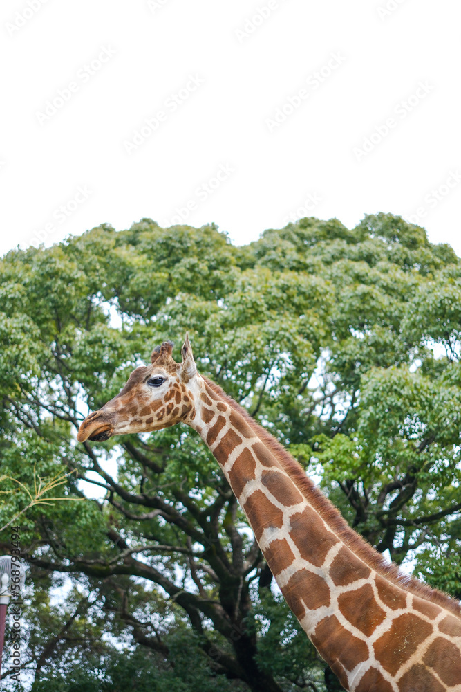 Obraz premium アミメキリン