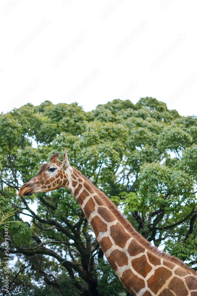 Obraz premium アミメキリン