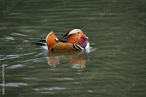 Wallpaper Mural オレンジや紫など色鮮やかな羽衣をまとったとても美しい野鳥、オシドリ Torontodigital.ca
