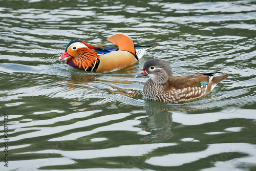 Wallpaper Mural オレンジや紫など色鮮やかな羽衣をまとったとても美しい野鳥、オシドリ Torontodigital.ca