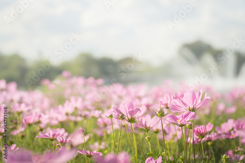Pink cosmos flowers in the field with bokeh blurred background. © pornpun