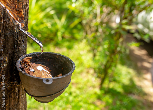 Milky latex extracted from the rubber tree Hevea Brasiliensis as a source of natural rubber. Milky latex juice drips from the notches on the tree.