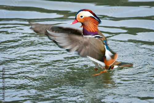オレンジや紫など色鮮やかな羽衣をまとったとても美しい野鳥、オシドリ