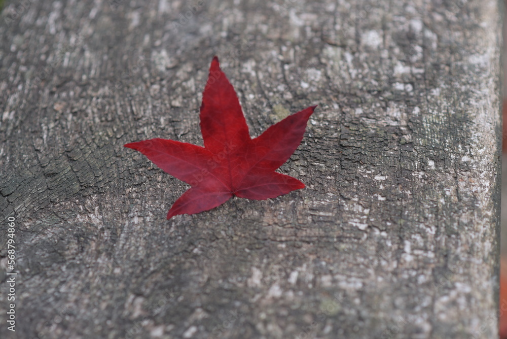 Red 5 pronged leaf on grey tree bark Red 5 pronged leaf on grey tree bark