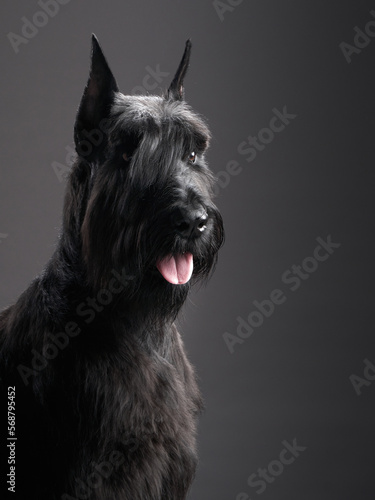 Black dog on a black background. Giant schnauzer in grooming in a photo studio with beautiful light