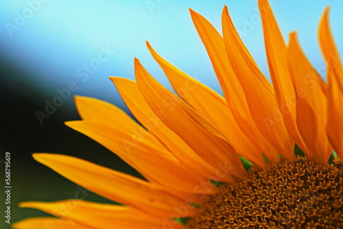 Photos Sunflower closeup magnificence !