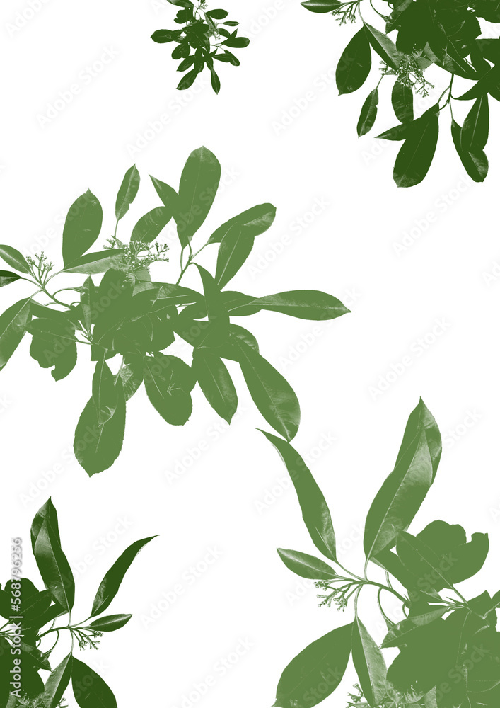 Obraz premium branches avec feuilles vertes 