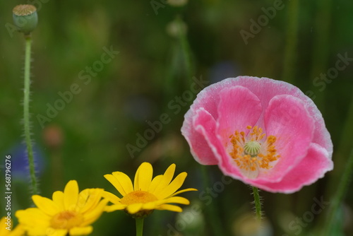 Pink poppy with daisies