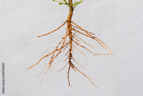 Taproot system of a plant against white background photo
