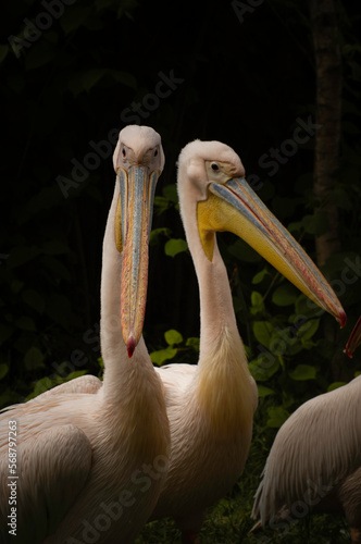 Beautiful Rosy Pelicans in Dark Mood Photo. Portrait of Pelican Wild Bird in a Zoo of Wroclaw, Poland.