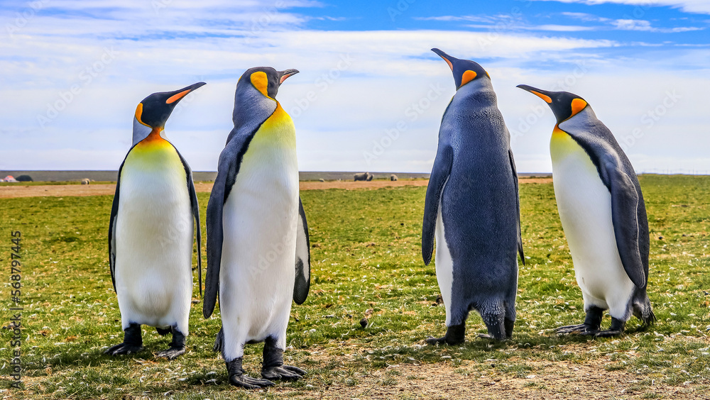 Fototapeta premium Volunteer Point, Falkland Islands, UK