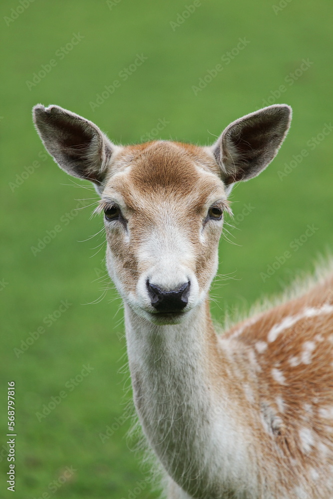 Young deer headshot with green background Young deer headshot with green background