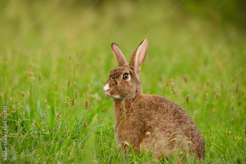 Cute Wild Brown Rabbit Walking in the green field on a sunny spring day. Adorable wild bunny in the meadow. Cute Wild Brown Rabbit Walking in the green field on a sunny spring day. Adorable wild bunny in the meadow.