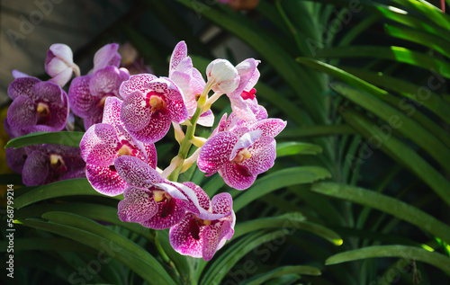 close up purple-pink orchids  beautiful in garden.