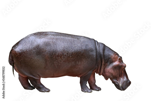 Hippopotamus isolated on transparent background png file 