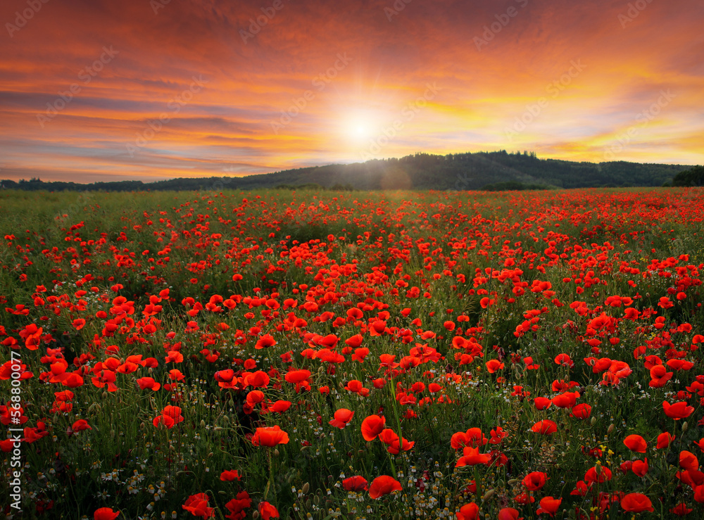 Obraz premium Poppy field in full bloom. Field of red poppies against the sunset sky.
