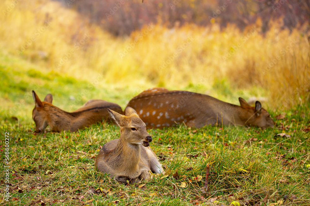 Beautiful sika deer in the autumn forest against the background of colorful foliage of trees. Fairy forest autumn landscape with wild animals. Beautiful sika deer in the autumn forest against the background of colorful foliage of trees. Fairy forest autumn landscape with wild animals.