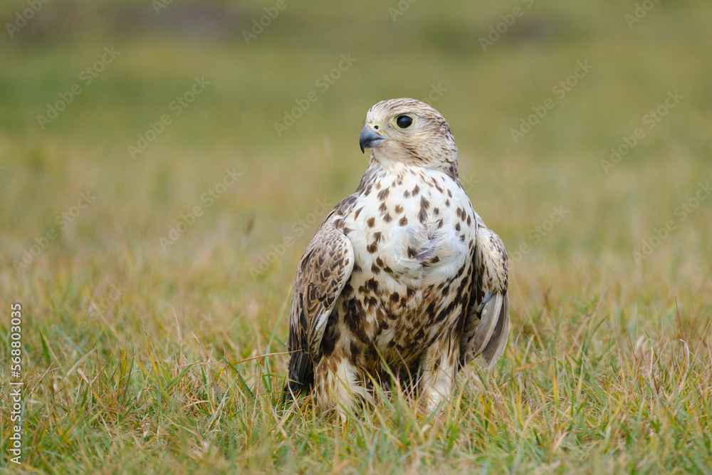 Hungarian national bird Saker falcon, falco cherrug, in the steppe Hungarian national bird Saker falcon, falco cherrug, in the steppe