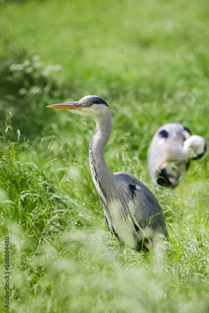 Fototapeta premium Heron ( Ardea cinerea)