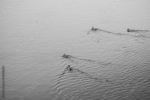 Group of ducks swimming on the lake water