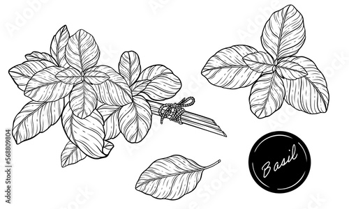 Basil bunch leaves vector line art illustration 