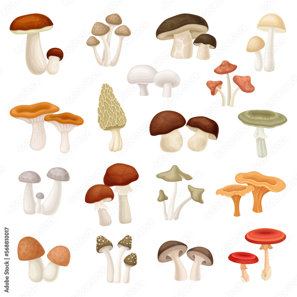 Mushrooms with Edible Forest Growing Fungi with Stem and Cap Big Vector Set