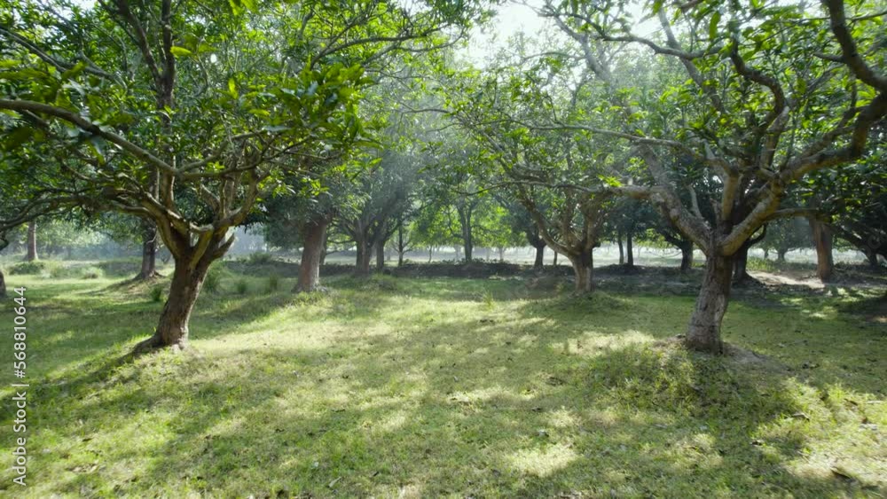 Aerial view of mango tree plantation, green and organic fruit garden Aerial view of mango tree plantation, green and organic fruit garden
