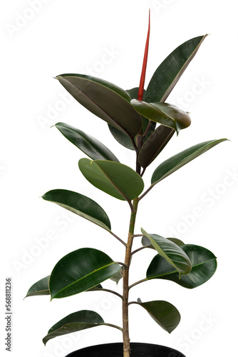 Tropical branch of a plant