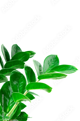 green Zamioculcas zamiifolia plant with white background