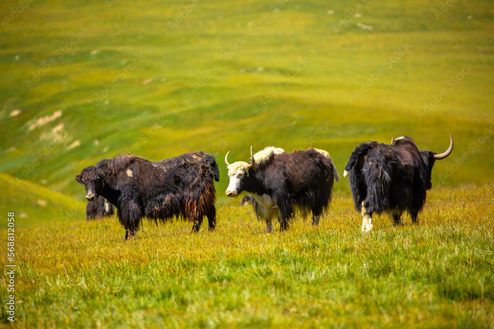 A herd of yaks graze in the mountains. Himalayan big yak in a beautiful landscape. Hairy cow cattle wild animal in nature in Tibet. Sunny summer day in the wild. Farm animal in Nepal and Tibet. A herd of yaks graze in the mountains. Himalayan big yak in a beautiful landscape. Hairy cow cattle wild animal in nature in Tibet. Sunny summer day in the wild. Farm animal in Nepal and Tibet.