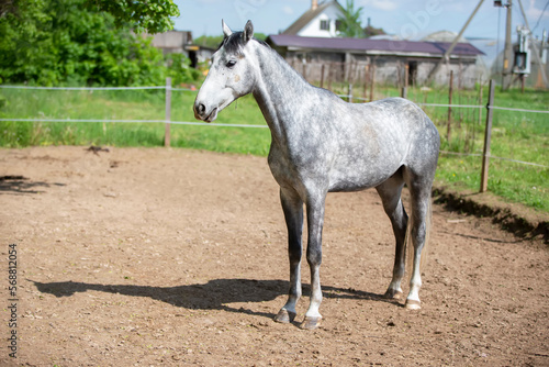Young gray horse in paddock. Horse behind the fence. © Светлана Лазаренко