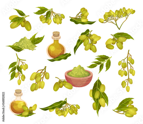 Neem Plant Green Branch and Oil in Corked Jar Big Vector Set