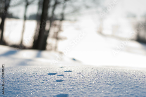 Animal tracks in winter  Snow in the mountains   details in the snow  makro