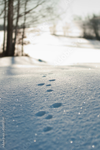 Animal tracks in winter, Snow in the mountains, details in the snow, makro