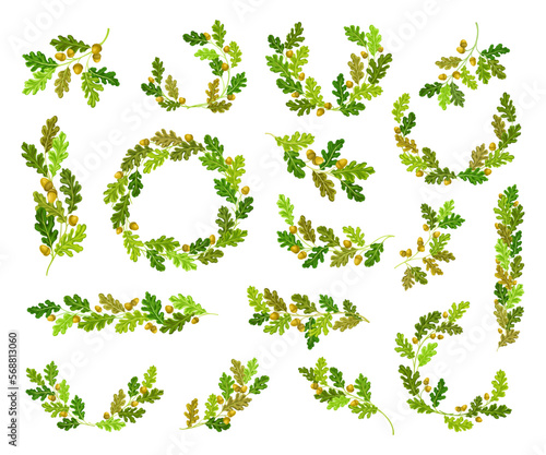 Oak Branches with Green Leaves and Acorns Big Vector Set