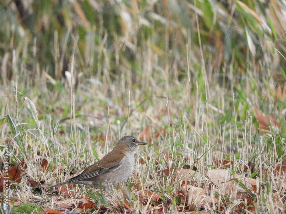 Obraz premium シロハラ