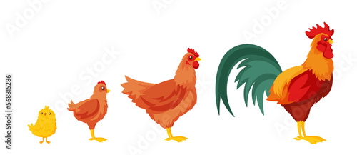 Chick, Young Chicken, Hen and Rooster Stages of Growth of Poultry Icons. Cartoon Vector Illustration