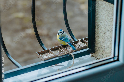 Blue tit bird on a feeder at the window