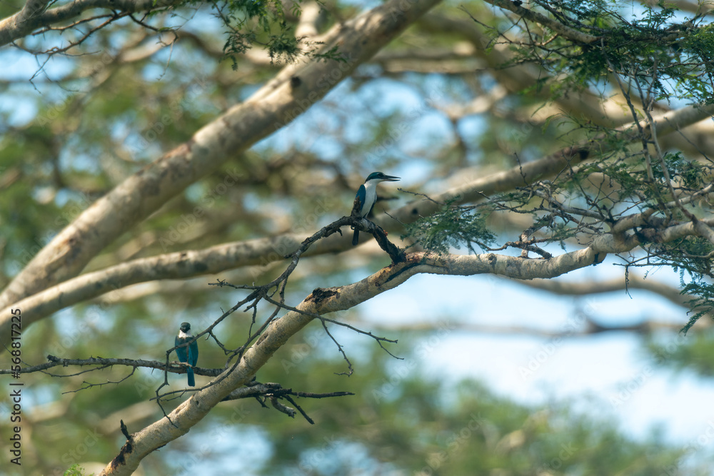 Kingfisher or Alcedo atthis perches on branch Kingfisher or Alcedo atthis perches on branch