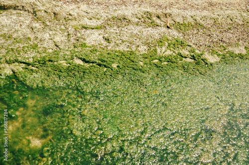 Swamp algae. Green algae patterns on the water. Green swamp. The polluted water were covered with film and algae. Green algae on water surface due to pollution of phosphates © elif