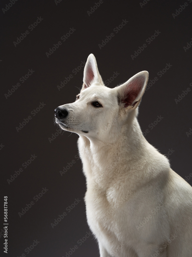 portrait Large White Swiss Shepherd on a black background. Beautiful dog in the studio
