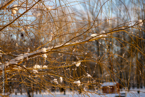 Fototapeta Naklejka Na Ścianę i Meble -  zima, śnieg, drzew, krajobraz, przeziębienie, bory, charakter, lodu, mróz, drzew, biała, rzeka, niebo, droga, park, lukrowane, pora roku, woda, scena, galąz, blękit, drewna, śnieżny, drewna, obszarów 