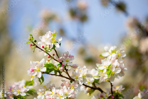 Spring blooming sakura trees. Pink flowers Sakura Spring landscape with blooming pink tree. Beautiful sakura garden on a sunny day.Beautiful concept of romance and love with delicate flowers. © Vera