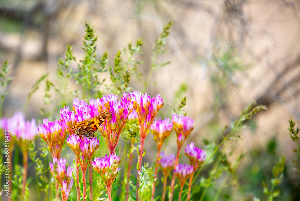 Obraz premium Butterfly sits on a flower. Spring flowers under the rays of sunlight. Lilac flower close-up. Beautiful landscape of nature. Hi spring. Beautiful flowers on a green meadow.