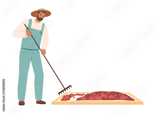 Man at farm working on coffee production, isolated male in uniform tending coffee beans to dry. Process and plantation growing of coffee. Vector in flat style