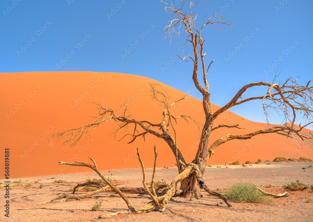 Namib Desert Dunes around Sossusvlei, HDR Image Namib Desert Dunes around Sossusvlei, HDR Image